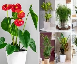 گیاهان آپارتمانی ارزون ولی قیافه لاکچری / چندرغاز بده اینا دکورتو باهاشون اعیونی کن