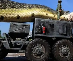 حیوانات غول جثه؛ بزرگ ترین مارهای دنیا که تریلی هم قادر به جا به جا کردن شون نیست