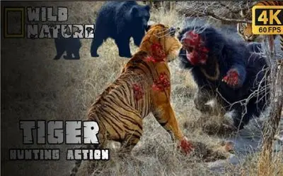 مستند حیات وحش؛ در رویارویی ببر و خرس چه کسی زنده بیرون می آید؟