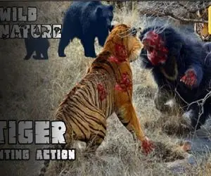 مستند حیات وحش؛ در رویارویی ببر و خرس چه کسی زنده بیرون می آید؟