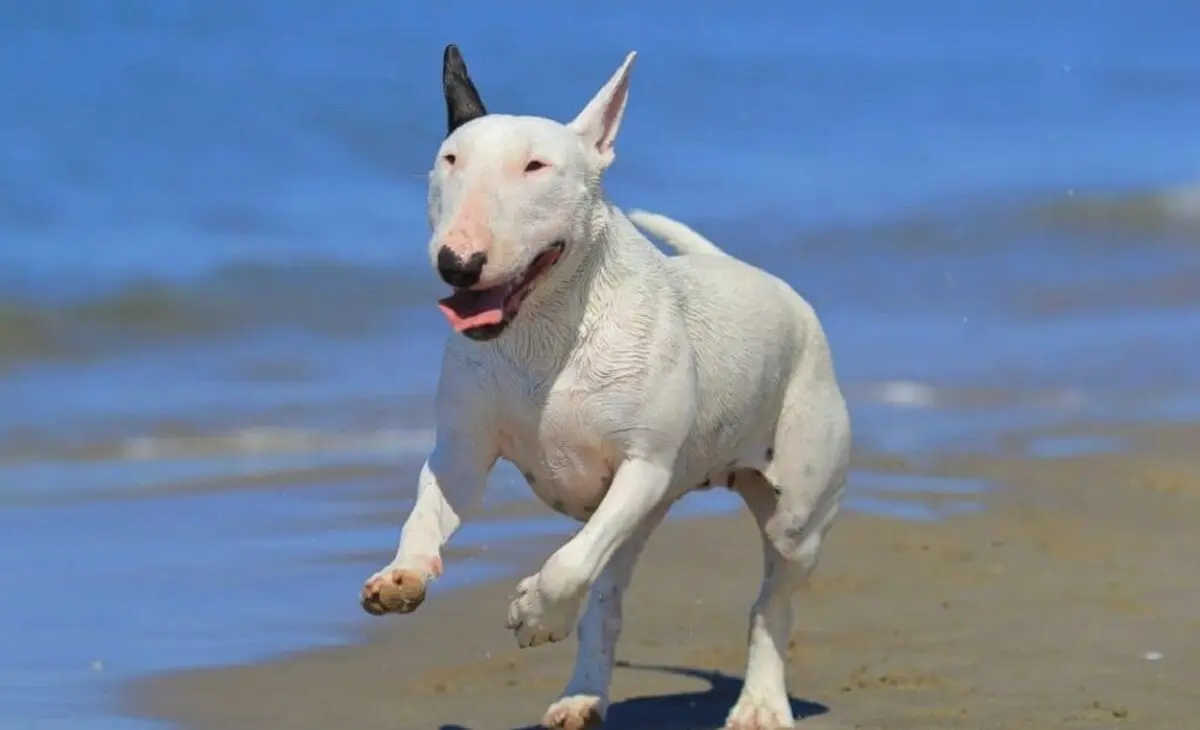 Bull-Terrier-e1614188989207