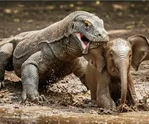 حیات وحش بی مروت؛ کومودو ازازیل تا دید بچه فیل مثل خر گیر کرده چپاولش کرد