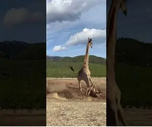 از جذابیت‌های حیات وحش؛ زرافه داره فرار میکنه شیر زیر دست و پاش له میشه