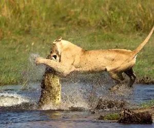 شاهکار حیات وحش؛ کفتارهای خونخوار شیر و زخمی میکنن اما گوشتش نصیب تمساح شد