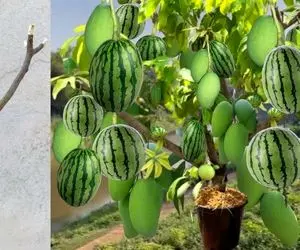 کشاورزی نوین؛ هندوانه و کدو تنبل رو با هم پیوند زدن یه درخت درومد که هر دو آویزونشن