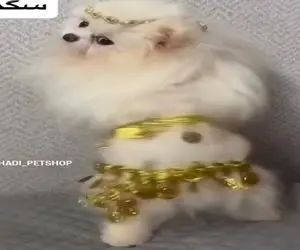 آواز شاد؛ تا حالا رقص عربی سگ دیدی؟ انقد نمکه از خنده غش میکنی صاحبش چطور راضیش کرده!