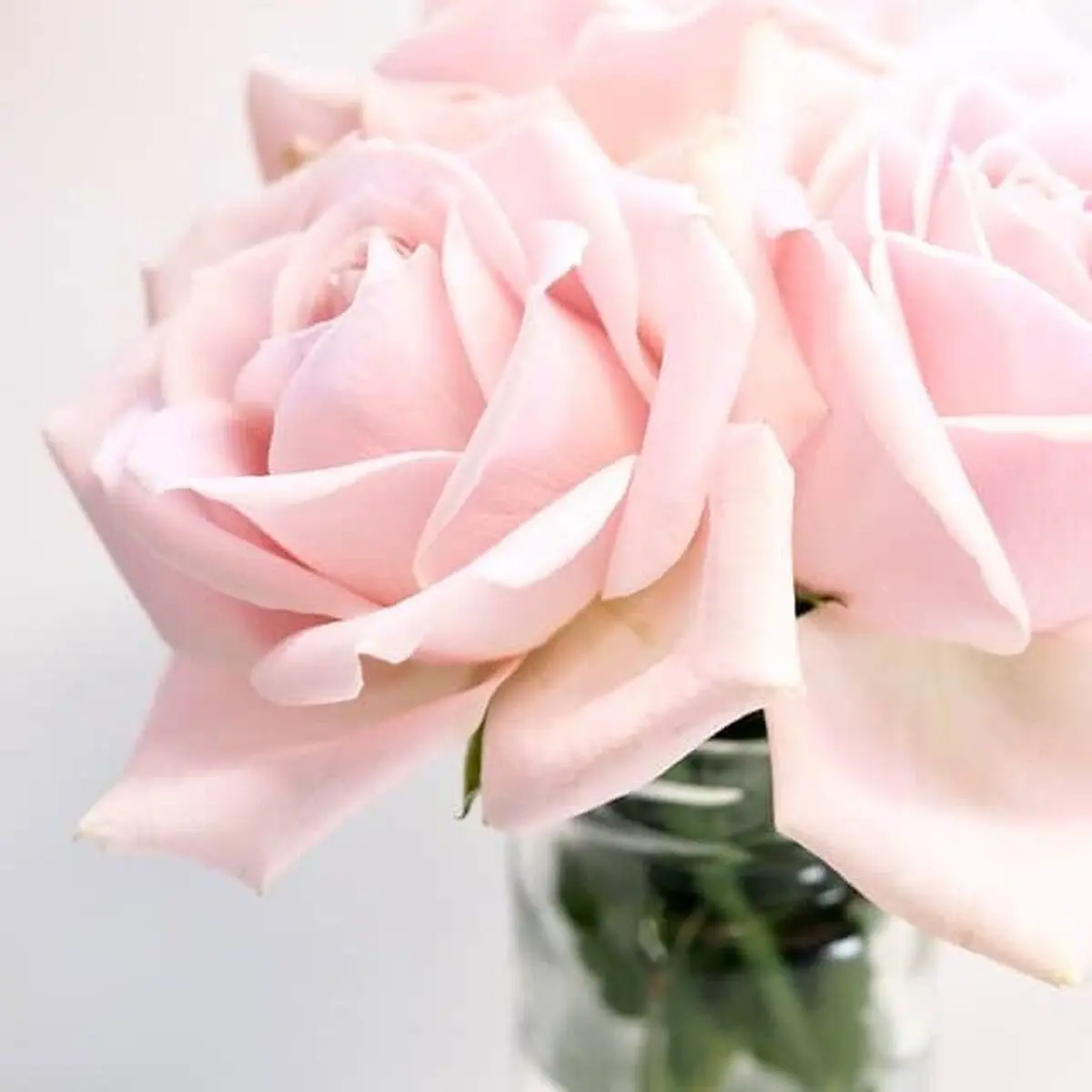 Rose-water-for-hair