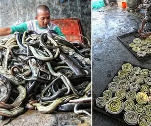 فرآوری مار؛ مار ها رو فله ای پوست میکنن و تو فر میپزن تا ازشون پیتزا درست کنن