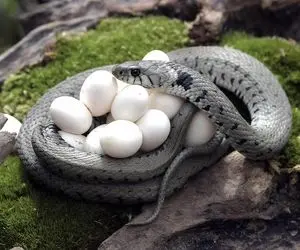 تا حالا مزرعه پرورش مار کبری دیده بودید؟ از تخم گذاری تا تولد و بلوغشو رو ببینید