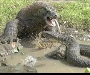 مستند حیات وحش؛ کومودو پیتون ده متری رو بلعید یه لقمه به هیشکی نداد