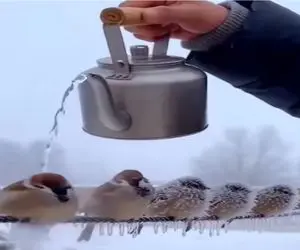 مستند کاوش؛ آب جوش ریخت رو گنجشک های یخ زده شوک وارد شد زنده شدن د فرار 