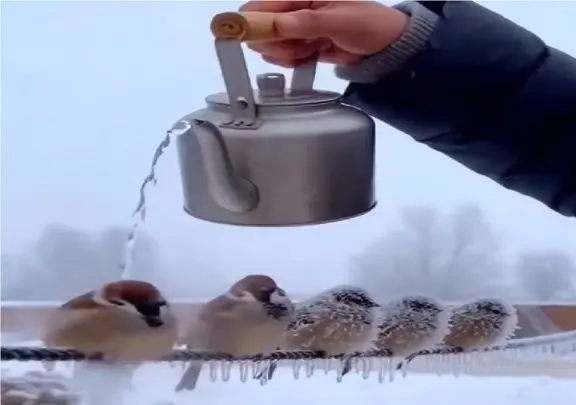 مستند کاوش؛ آب جوش ریخت رو گنجشک های یخ زده شوک وارد شد زنده شدن د فرار 