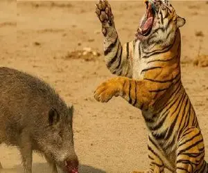 بدایع حیات وحش؛ وقتی ببر به دشمن اشتباهی حمله می‌کند و همه چیز وارونه می‌شود