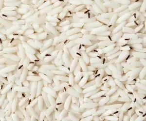 ترفندای خونگی واسه دفع شپشک برنج؛ با این کارا حشرات برنجو از بودنشون پشیمون کن!