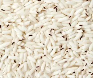 ترفندای خونگی واسه دفع شپشک برنج؛ با این کارا حشرات برنجو از بودنشون پشیمون کن!