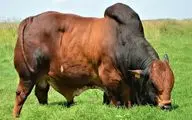 حیوانات غول جثه؛ ببینید این گاو نر 1494 کیلویی چه هیکل بزرگ و عضلاتی داره