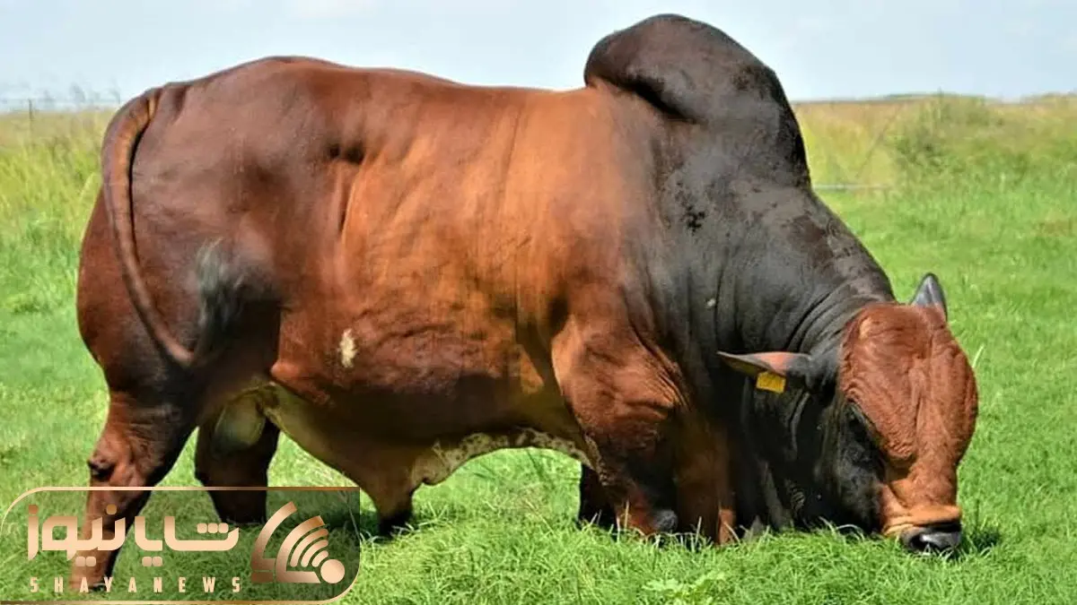 حیوانات غول جثه؛ ببینید این گاو نر 1494 کیلویی چه هیکل بزرگ و عضلاتی داره