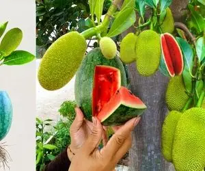 کشاورزی نوین؛ هندونه و جک فروت رو با هم پیوند زدن درختش هم هندوانه داده هم جک فروت