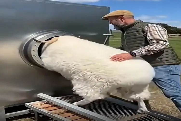 دامداری نوین؛ گوسفند رو میندازه تو دستگاه از پشماش تشک تحویل میگیره