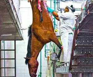 فرآوری اسب؛ حیوان نجیب رو وقتی نحیف شد ناجوانمردانه کشتن و گوشتش رو پختن