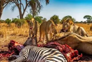 مستند حیات وحش / شکار خر راه راه توسط قدرت و حیله گری و اتحاد شیرها برای  بقا