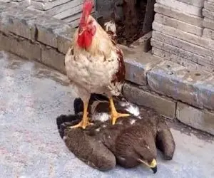 از جذابیت‌های حیات وحش؛ عقاب خیلی قد قد میکرد خروس بهش نشون داد رئیس کیه