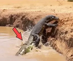 مستند حیات وحش؛ تمساح هرکی پاش برسه به آب شرحه میکنه