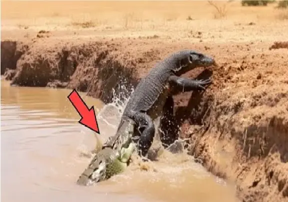 مستند حیات وحش؛ تمساح هرکی پاش برسه به آب شرحه میکنه