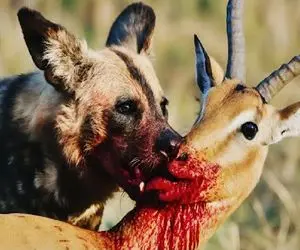 مستند حیات وحش / سگای وحشی ریختن سر طعمه مفلوک