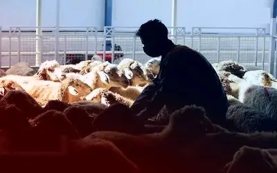 قیمت دام زنده امروز ۱ مهر 1404 + جدول