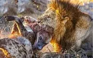 از جذابیت‌های حیات وحش؛ شیر نر کفتارها را سلاخی میکنه گوشتشونو مخفی میکنه