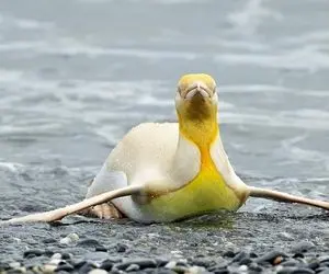 پنگوئن زرد قناری!