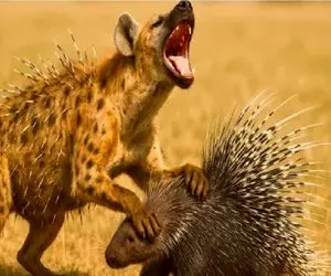 مستند حیات وحش؛ جوجه تیغی یاد کفتار داد دیگه هوس های گنده تر از دهنش نکنه