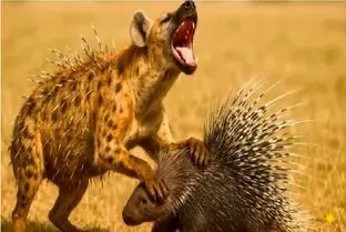 مستند حیات وحش؛ جوجه تیغی یاد کفتار داد دیگه هوس های گنده تر از دهنش نکنه