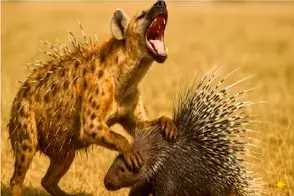 مستند حیات وحش؛ جوجه تیغی یاد کفتار داد دیگه هوس های گنده تر از دهنش نکنه