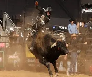 استقامت خونین؛ گاو ازازیل وسط بازی گاوچرون و مزورانه پرت کرد سمت تماشاچیا ذوق زده شد