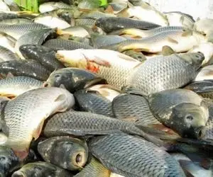 (ویدئو) خارج شدن ماهی زنده از معده ماهی دیگر