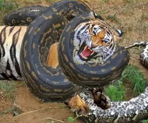 نبرد حیات وحش/روح شاهرخ خان تو پلنگ دمیده برای نجات جون بچش مارو فیتیله پیچ میکنه