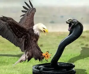 مستند حیات وحش؛ نبرد هوشمندانه عقاب‌ و مار وقتی عقاب استراتژیکه