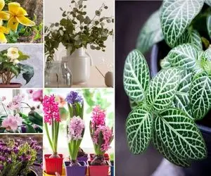 خوشگلترین گیاهان آپارتمانی/ هر کی تو خونش اینارو داره میتونه بگه ملکه ی خوش سلیقه هاس