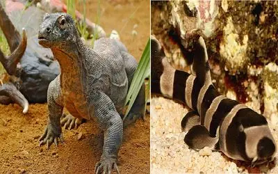 آن روی طبیعت وحشی؛ تولدی بدون پدر، این حیوانات بدون جفت‌گیری تولید مثل می‍‌کنند!