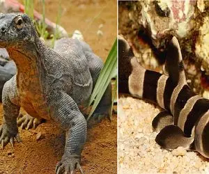 آن روی طبیعت وحشی؛ تولدی بدون پدر، این حیوانات بدون جفت‌گیری تولید مثل می‍‌کنند!