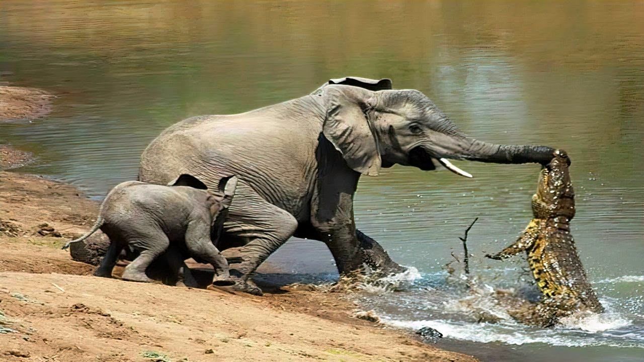 از جذابیت های حیات وحش؛ کروکودیل جسور چسبید به جای حساس فیل تا شکارش کنه