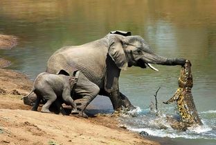 از جذابیت های حیات وحش؛ کروکودیل جسور چسبید به جای حساس فیل نر تا شکارش کنه