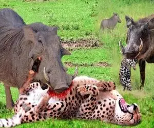 جذابیت حیات وحش / گراز پلنگ رو خاک کرد سر بچه‌ش