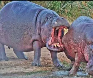 مستند حیات وحش / اسب آبی دیوونه جوری رقیبش گاز گرفت دندونش جا موند