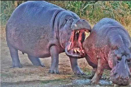 مستند حیات وحش / اسب آبی دیوونه جوری رقیبش گاز گرفت دندونش جا موند