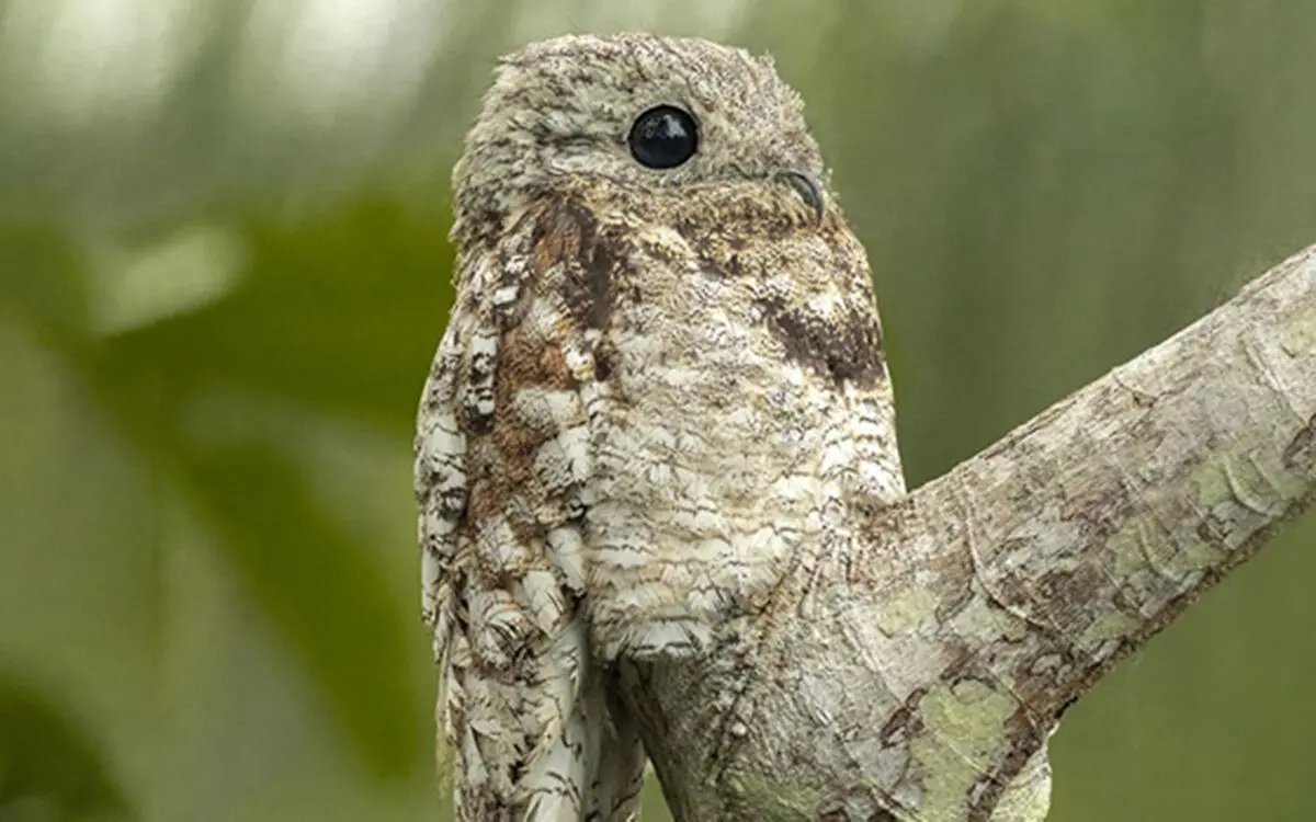 SCIENTIFIC-NAME-OF-GREAT-POTOO