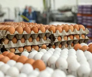 قیمت تخم مرغ رکورد زد؛ دانه ای 4000 تومان!