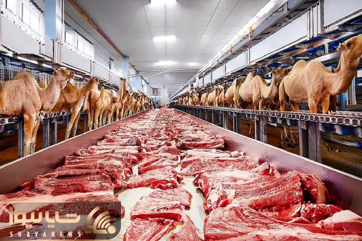 فرآوری شتر؛ بعد 90 سال بهره کشی از شتر تو بیابون میبرن سلاخ خونه شرحه میکننش